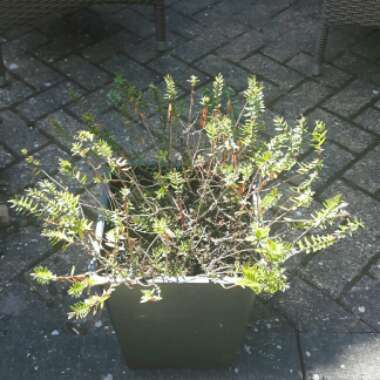 Shrubby Veronica