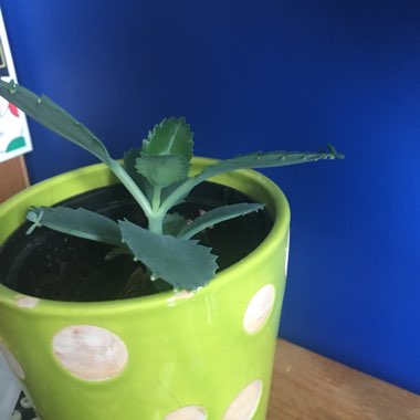 Mother of Thousands