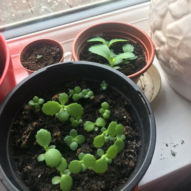 Mother of Thousands