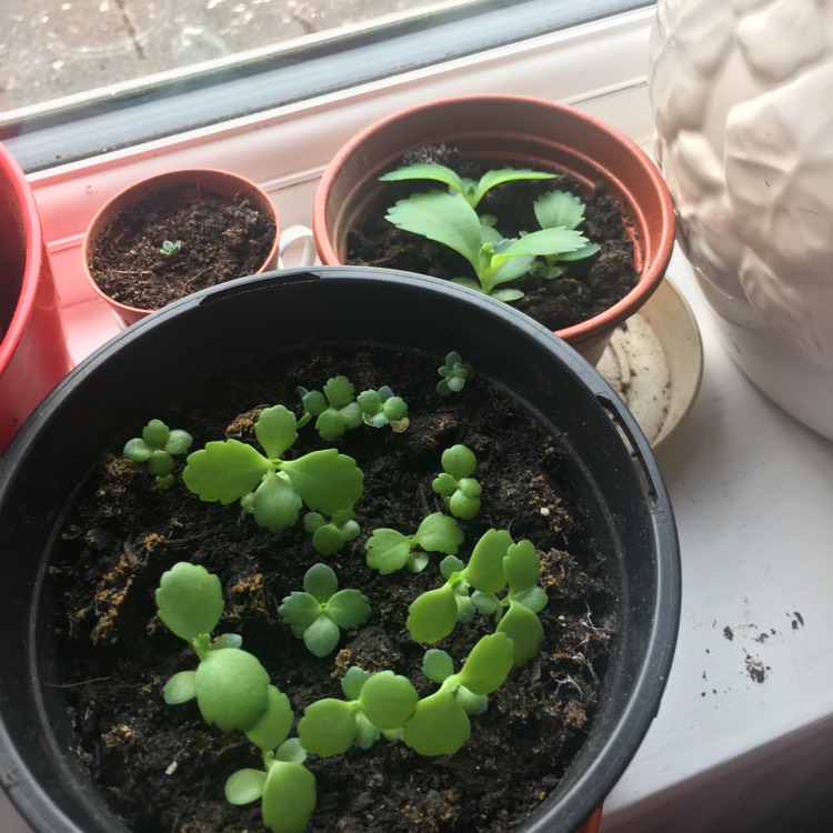 plant image 833382 plant image 833382