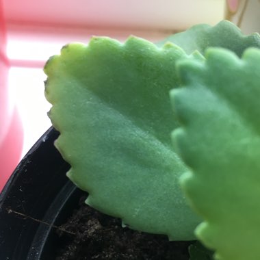Mother of Thousands