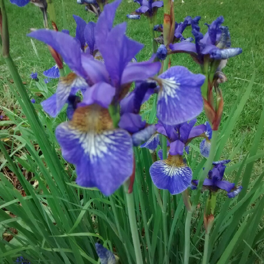 Plant image Iris sibirica 'Blue Reverie'