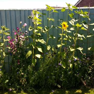 Jen's garden