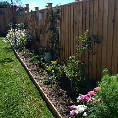 Jen's garden