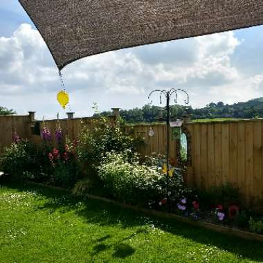 Jen's garden