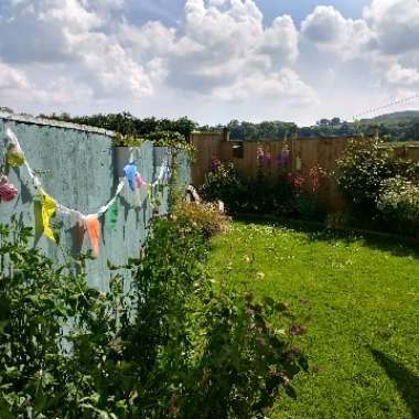Jen's garden