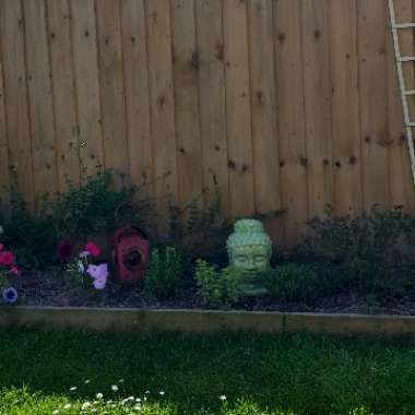 Jen's garden