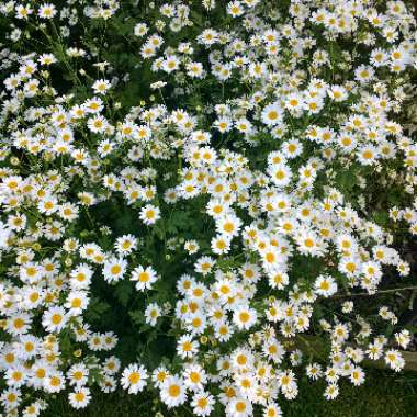 Jen's garden