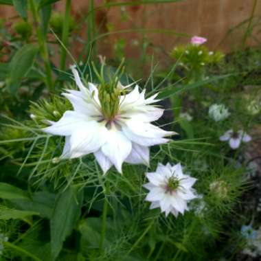 Jen's garden