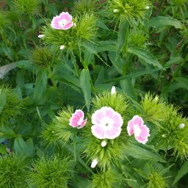 Jen's garden