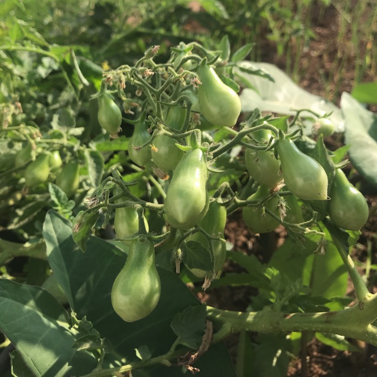 plant image 1222623