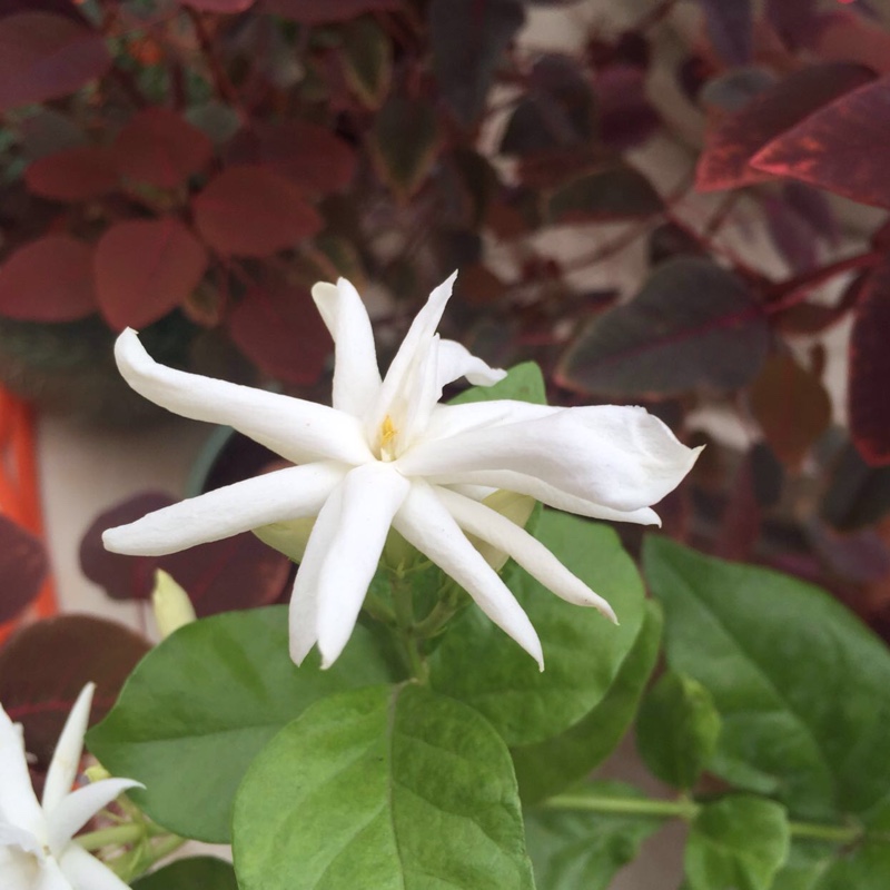 Jasminum sambac 'Madanban'