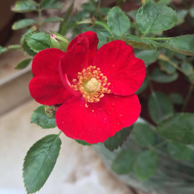 Plant image Rosa 'Red Carpet'