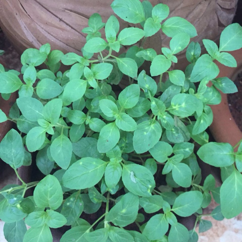 Plant image Mentha arvensis