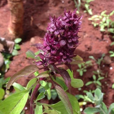 Ocimum basilicum 'Horapha' syn. Ocimum basilicum 'Thai', Ocimum basilicum 'Glycyrrhiza', Ocimum basilicum 'Liquorice', Ocimum basilicum 'Anise', Ocimum basilicum var. thyrsiflora