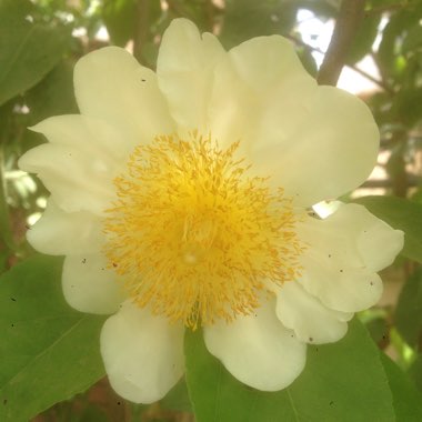 Oncoba spinosa
