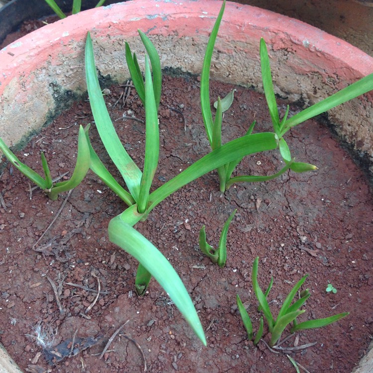 plant image 261077
