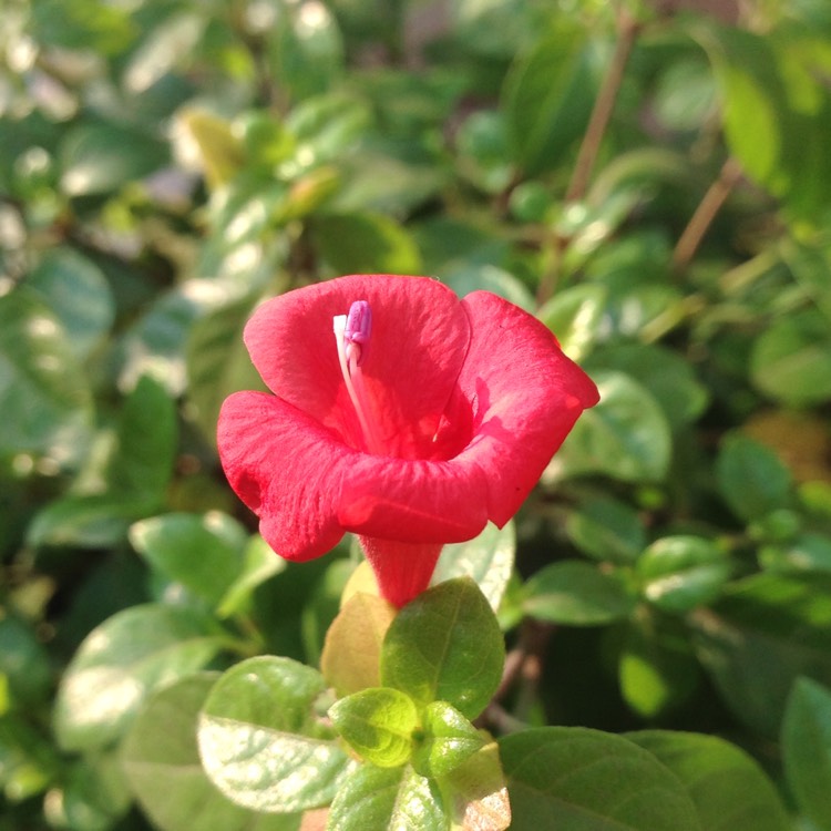 Plant image Barleria repens