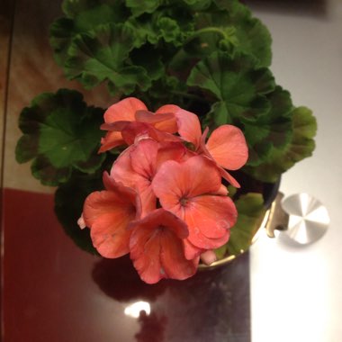 Pelargonium
