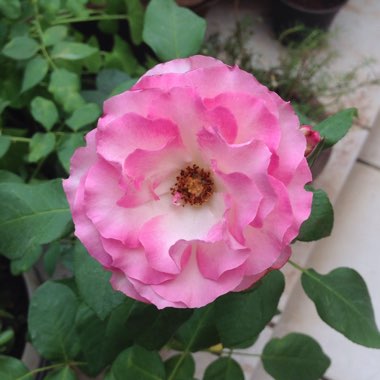 Rosa