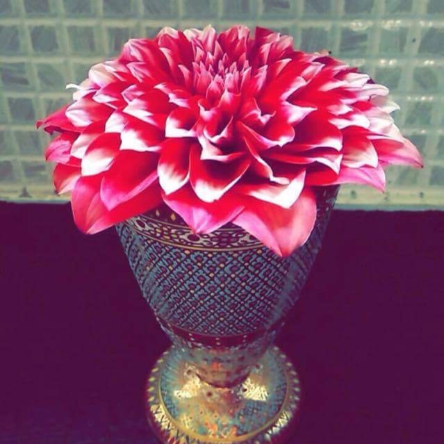 Plant image Dahlia 'Blended Beauty'