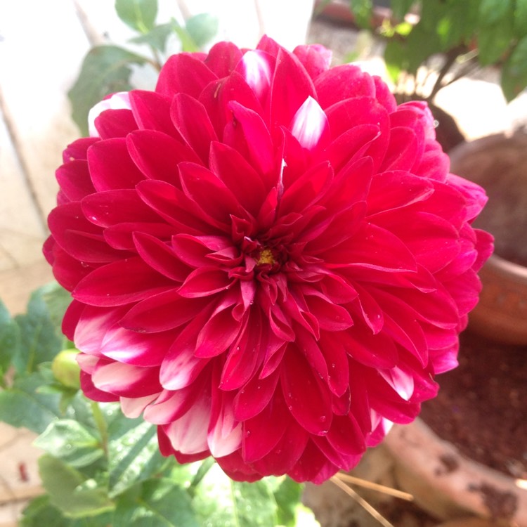 Plant image Dahlia 'Blended Beauty'