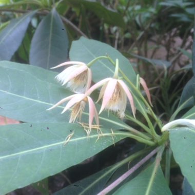 Elaeocarpus ganitrus