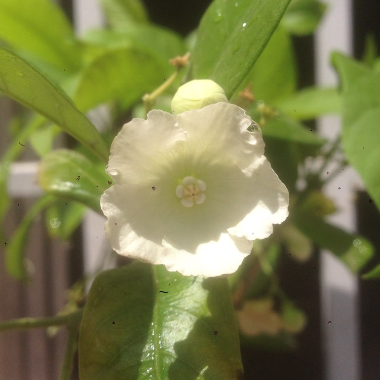plant image 272757