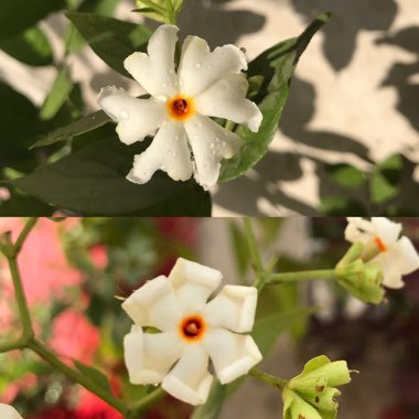 Nyctanthes arbor-tristis