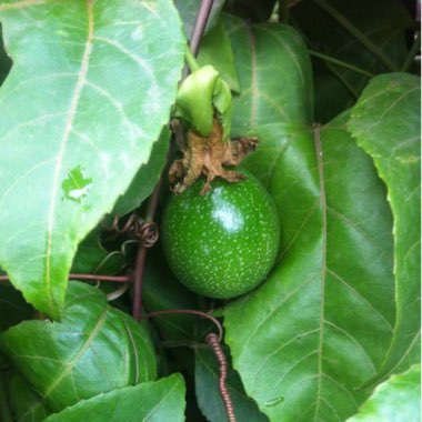 Passiflora edulis