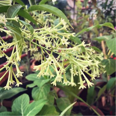 Cestrum nocturnum