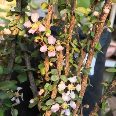 Serissa japonica (formerly Serissa foetida) var. 'Snowleaves'