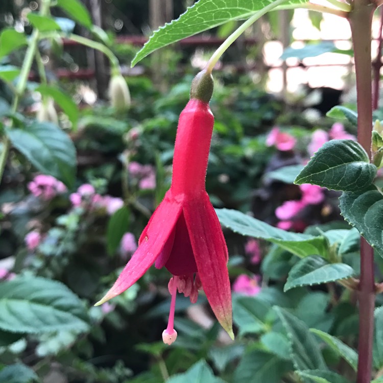 plant image 297890