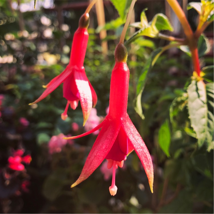 plant image 298293