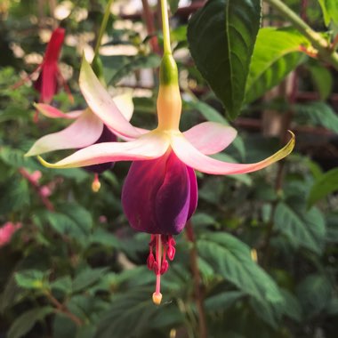 Fuchsia 'Colourful Bells'