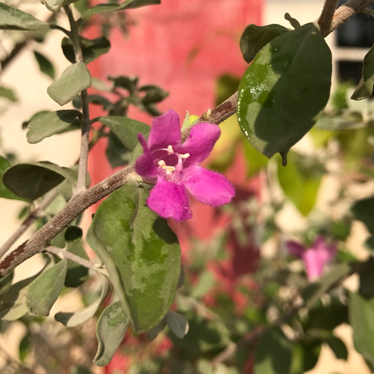 Plant image Leucophyllum frutescens