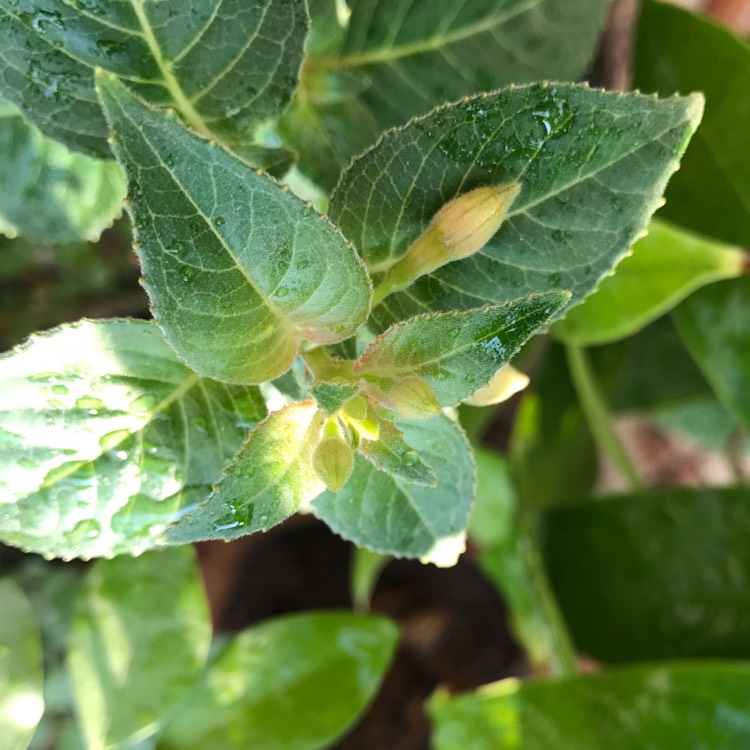 plant image 300690