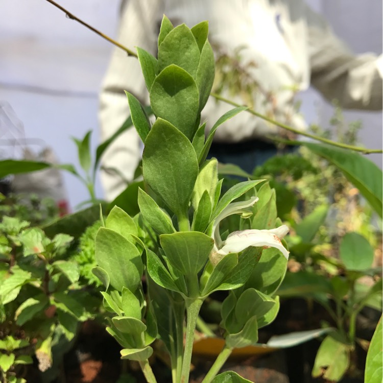 plant image 304203