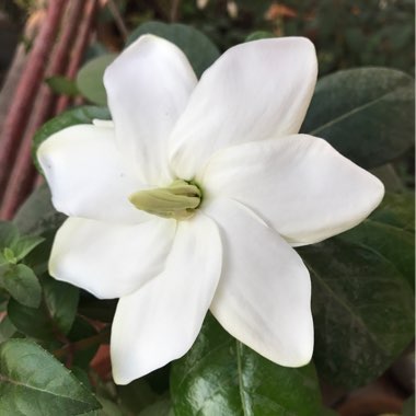 Gardenia