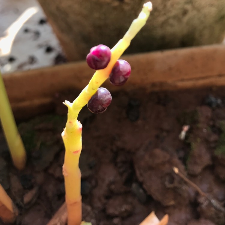 Plant image Alpinia Galanga