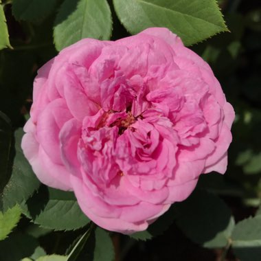 Rosa x damascena var. semperflorens