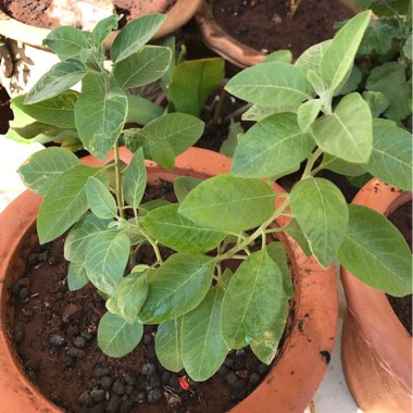 Withania somnifera