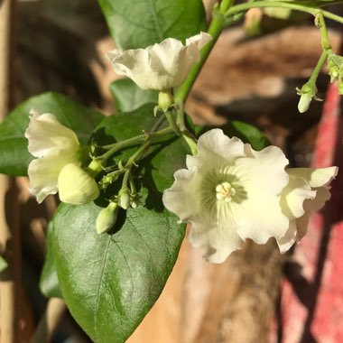 Vallaris solanacea