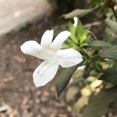 Barleria elegans