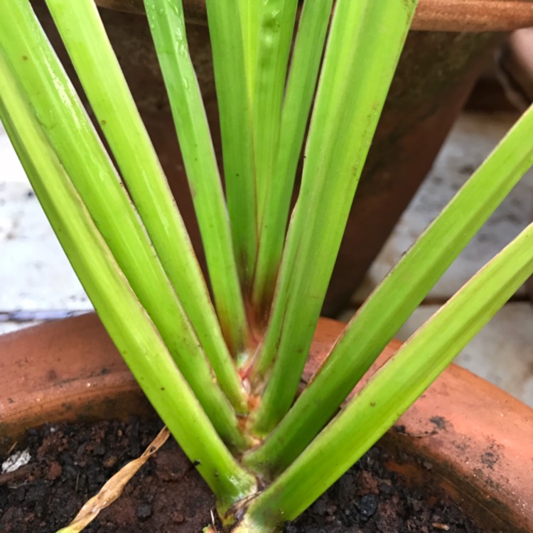 plant image 315107
