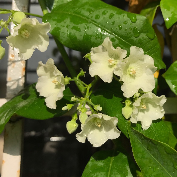 plant image 317950