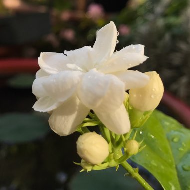 Jasminum sambac