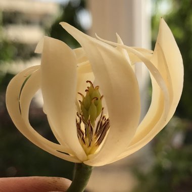 Michelia Alba