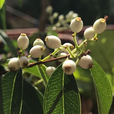 Syzygium zeylanicum