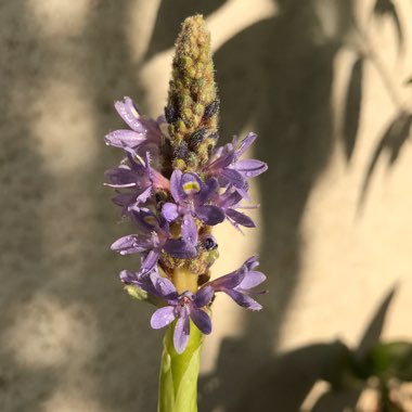 Pontederia cordata